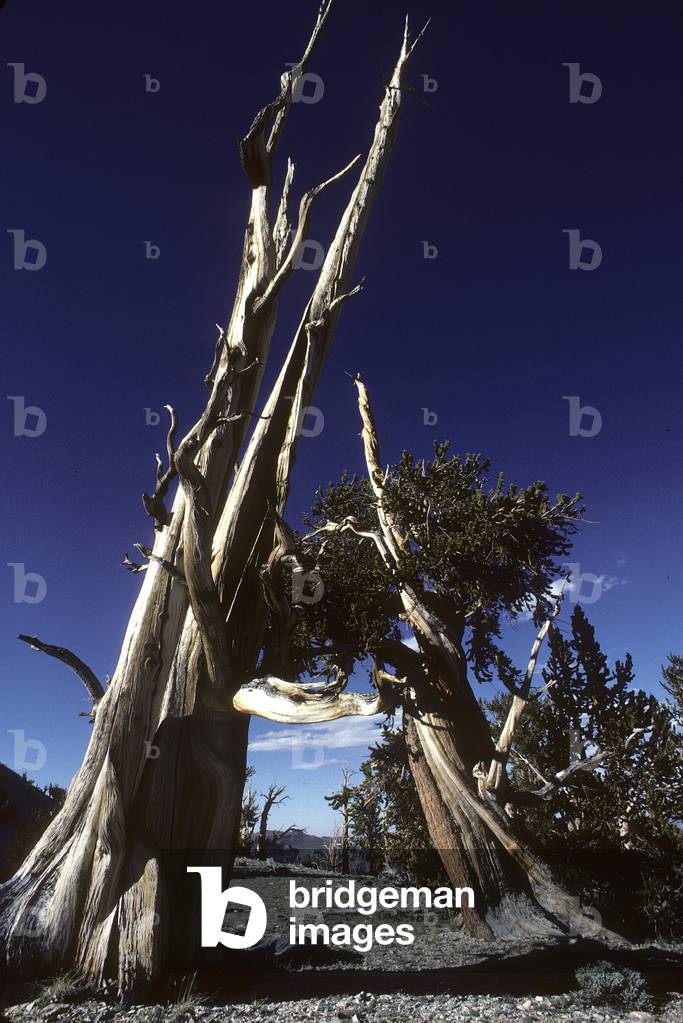Bristlecone pine/Hook pine/Pinus aristata/5000 years old/Oldest trees in the world/White Mountains/Sierra Nevada/USA