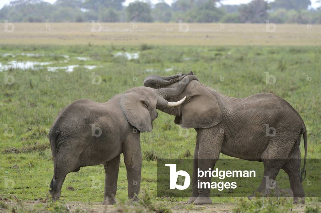 African Loxodonta/African Elephant/Elephant/African Elephant