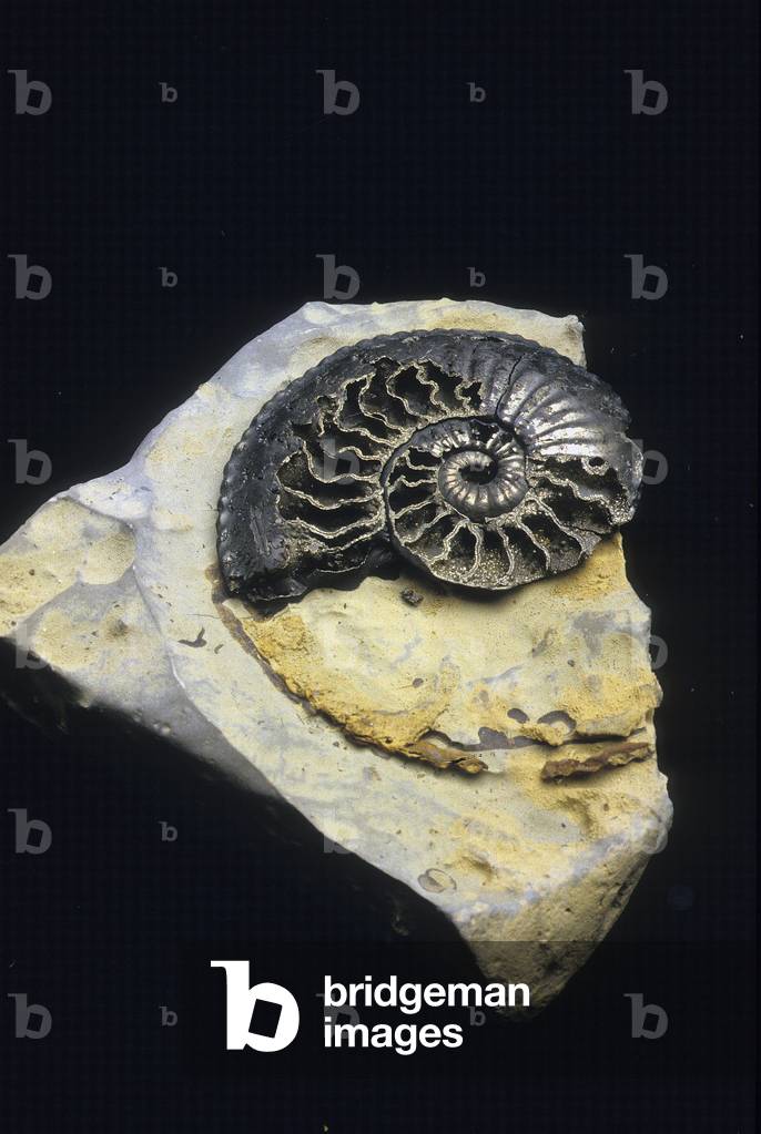 Ammonite/Harpoceras sp./175 M A