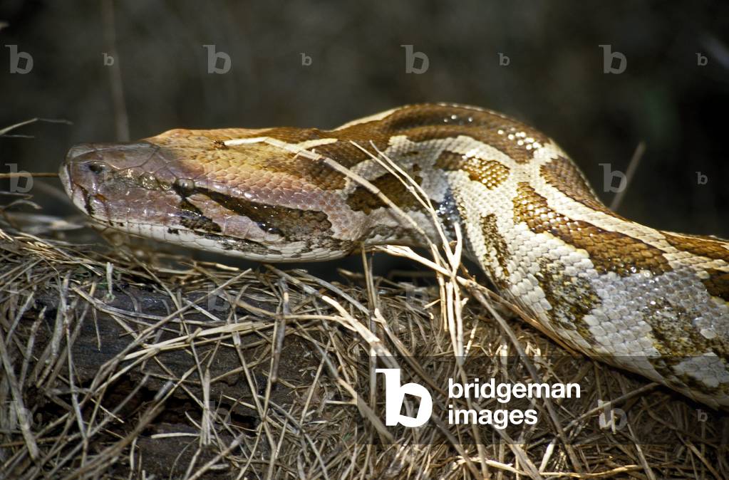 Phyton molurus molurus/Python Indian molure/Asiatic Rock Python, b/w