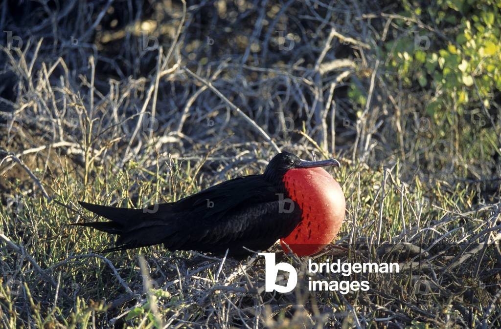Fregata minor/Pacific Fregate/Grande fregate/Greater Fregatebird/Male