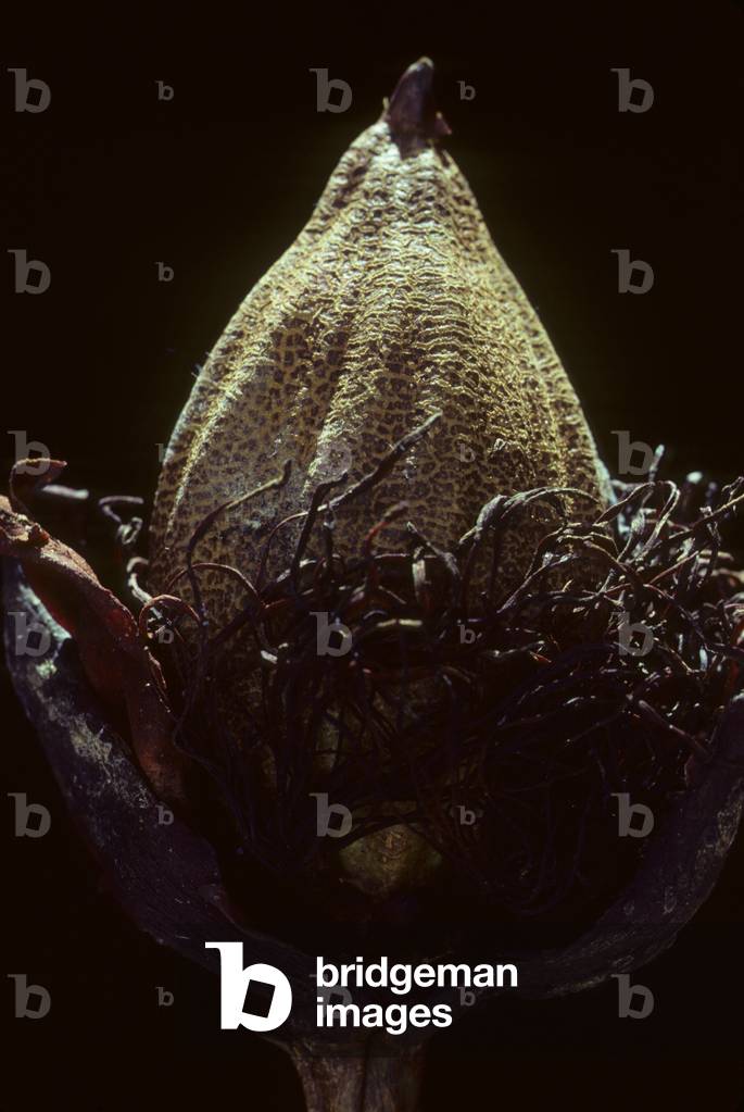 Illipe butyracea/Butter Tree/Butter Tree