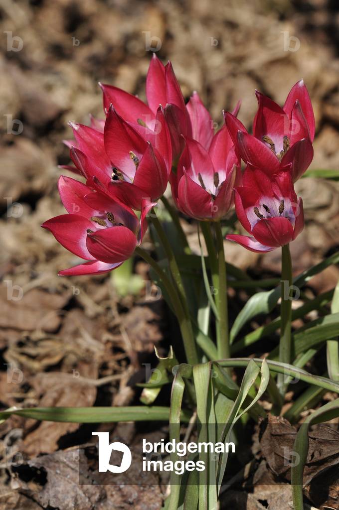 Tulipa x/Tulip 'Little Beauty'