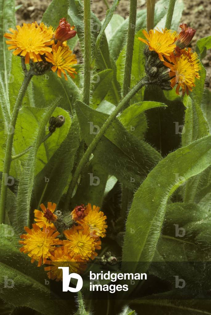 Hieracium aurantiacum/Eperviere orange