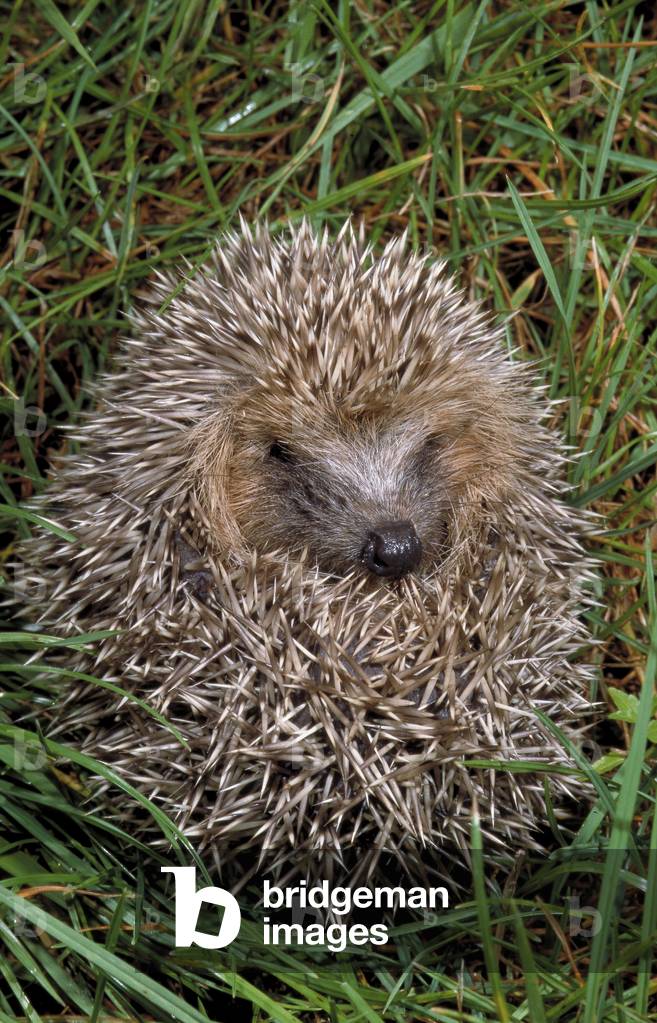 Erinaceus europaeus/Western European Herisson/West European Hedgehog