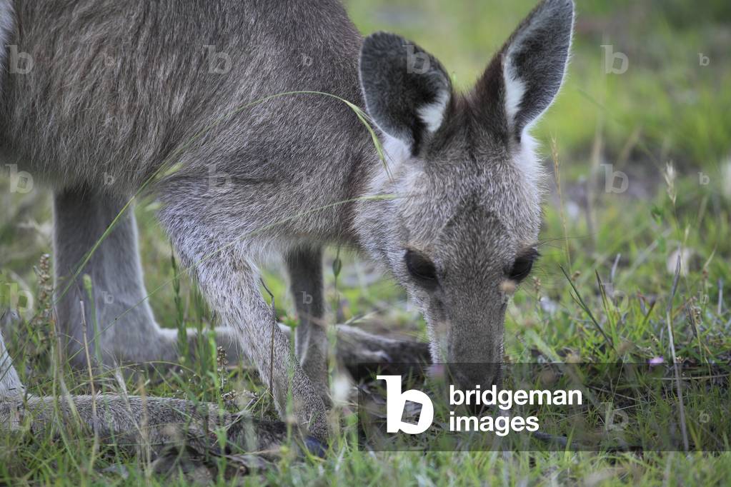 "Macropus giganteus/Canguro grigio orientale/Canguro gigante/Canguro grande"