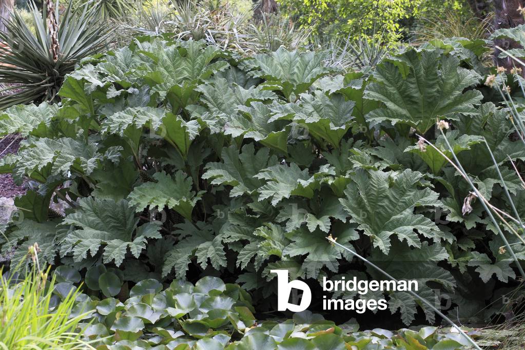 Gunnera tinctoria/Gunnere/Alca/Pangue/Chilean Gunnera/Chilean Rhubarb