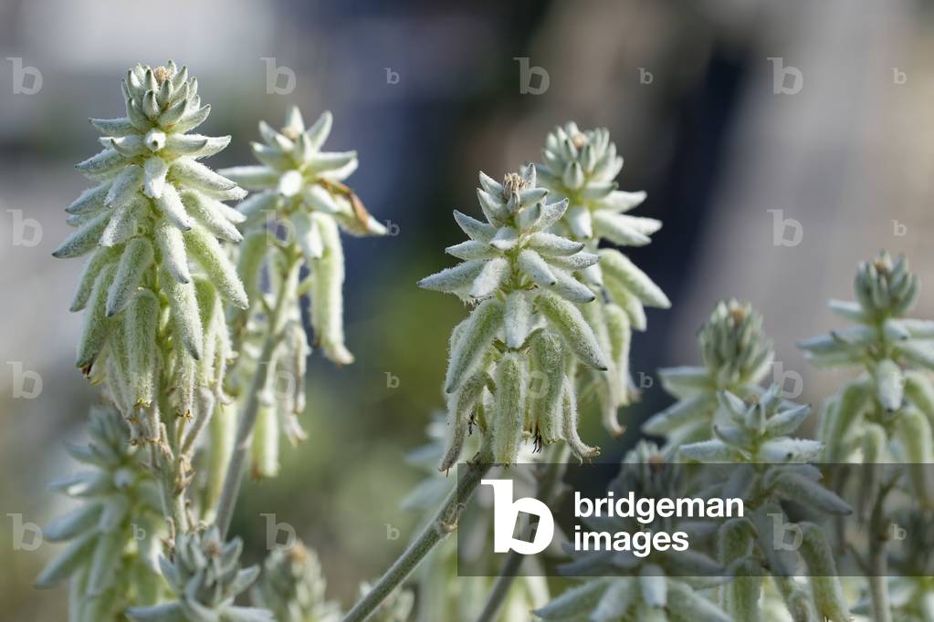 Aloe tomentosa/Aloe