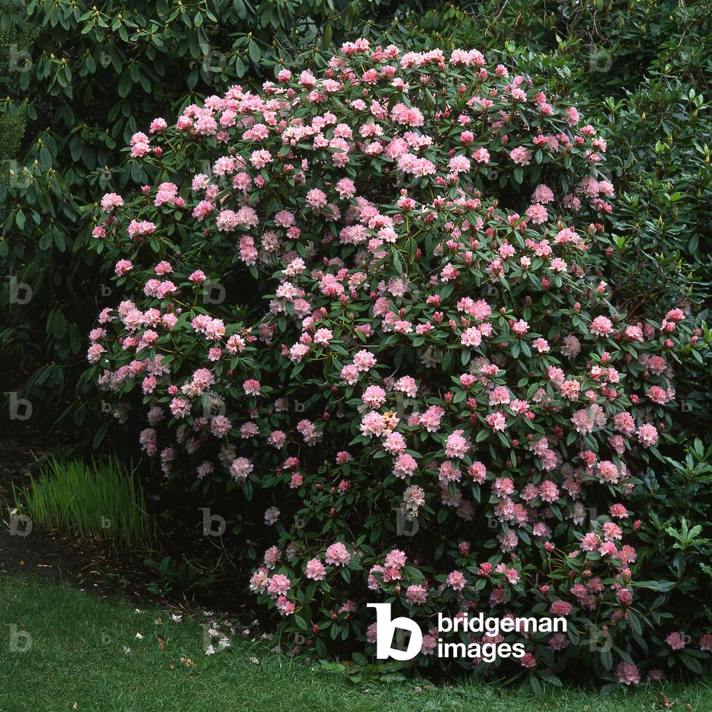 Rhododendron x/Rhododendron 'Christmas Cheer'