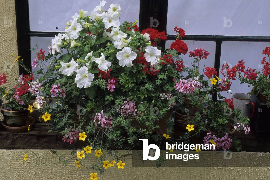 Petunia x hybrida/Petunia 'Hit Parade'/Bidens ferulifolia/Bidens 'Samsara'/Pelargonium x/Pelargonium 'Cocorico'