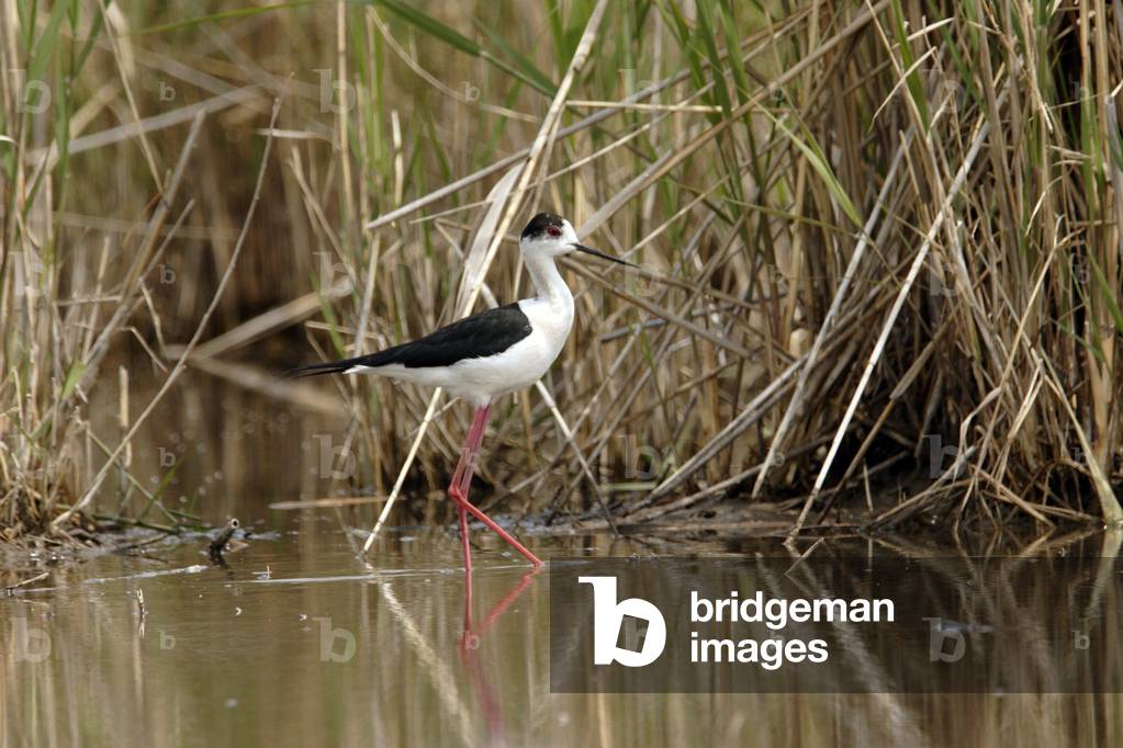 Himantopus himantopus / Echasse blanche / Black Winged Stilt 