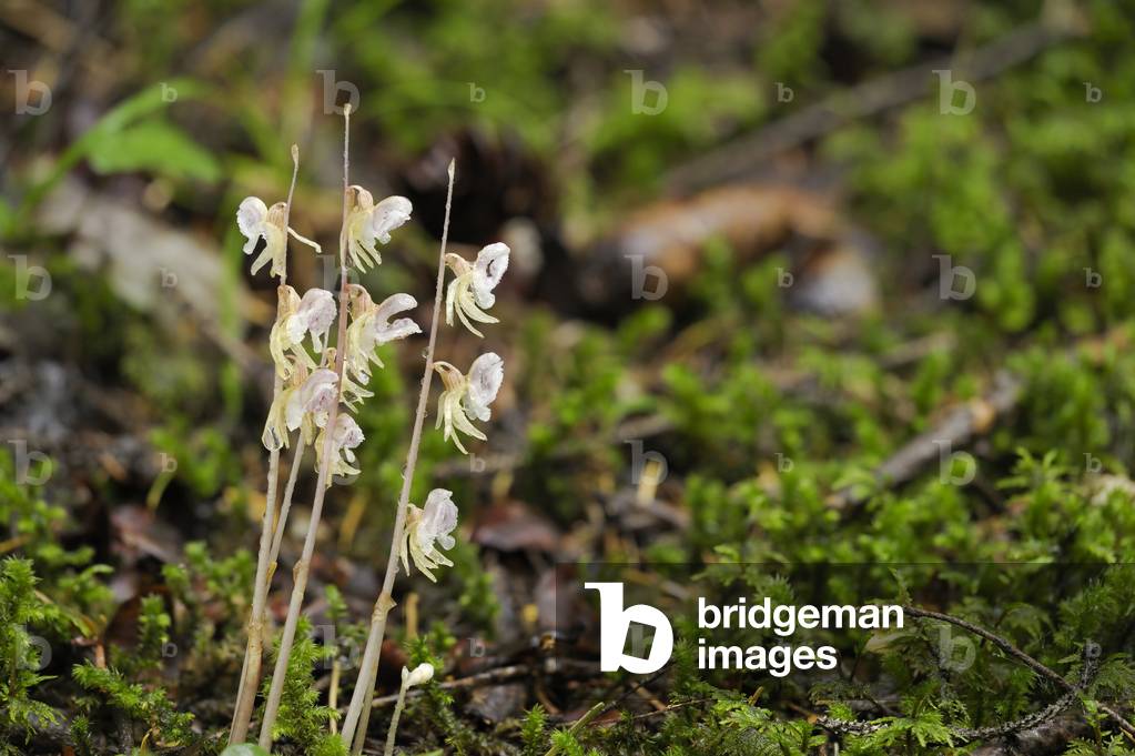 Epipogium aphyllum/Epipogium without leaves/Epipogon without leaves