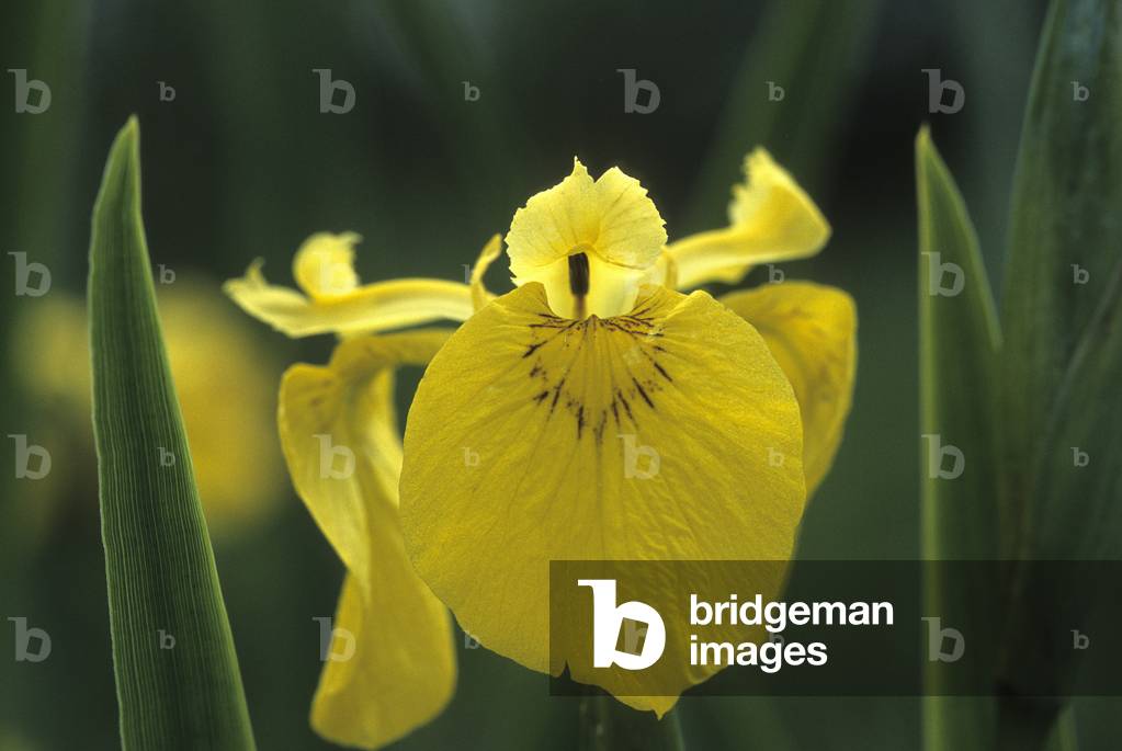 Iris pseudacorus/Iris des Marais/Water Flag