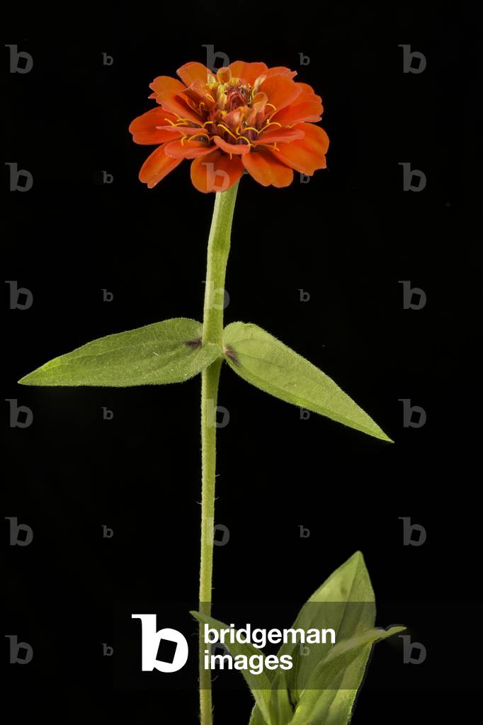 Zinnia elegans common zinnia elegans Zinnia
