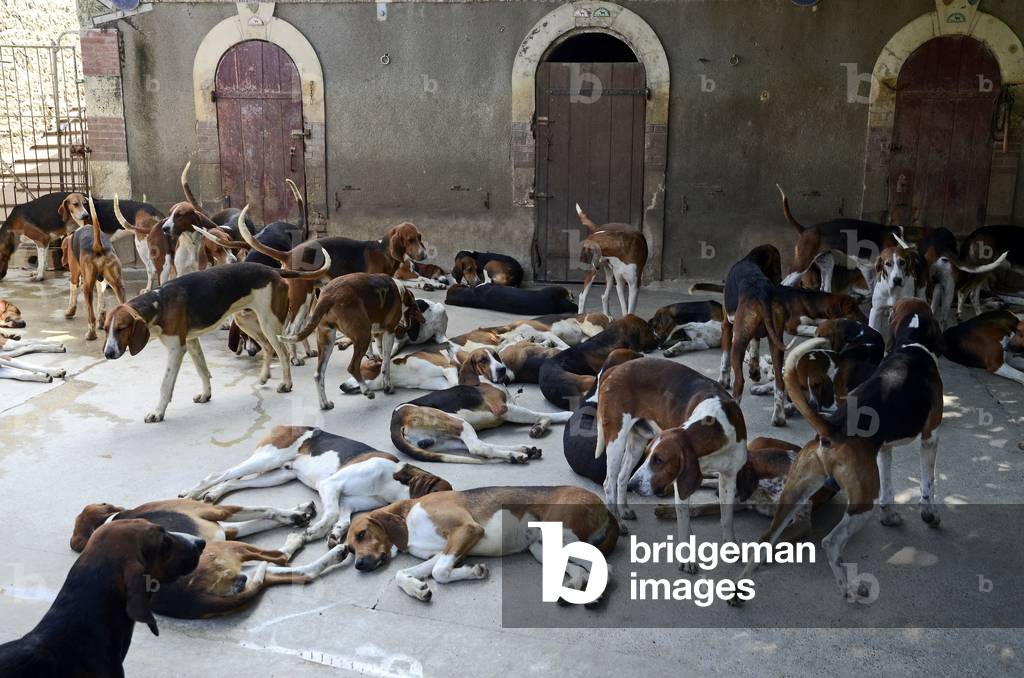 Dog/Breed: Foxhound English and French Poitevin Crossing/Hunting Pack