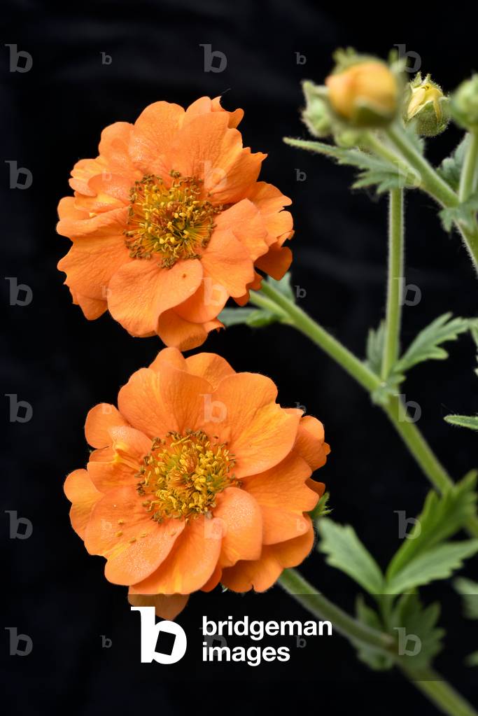 Orange flowers of Small-flowered avens (photo)