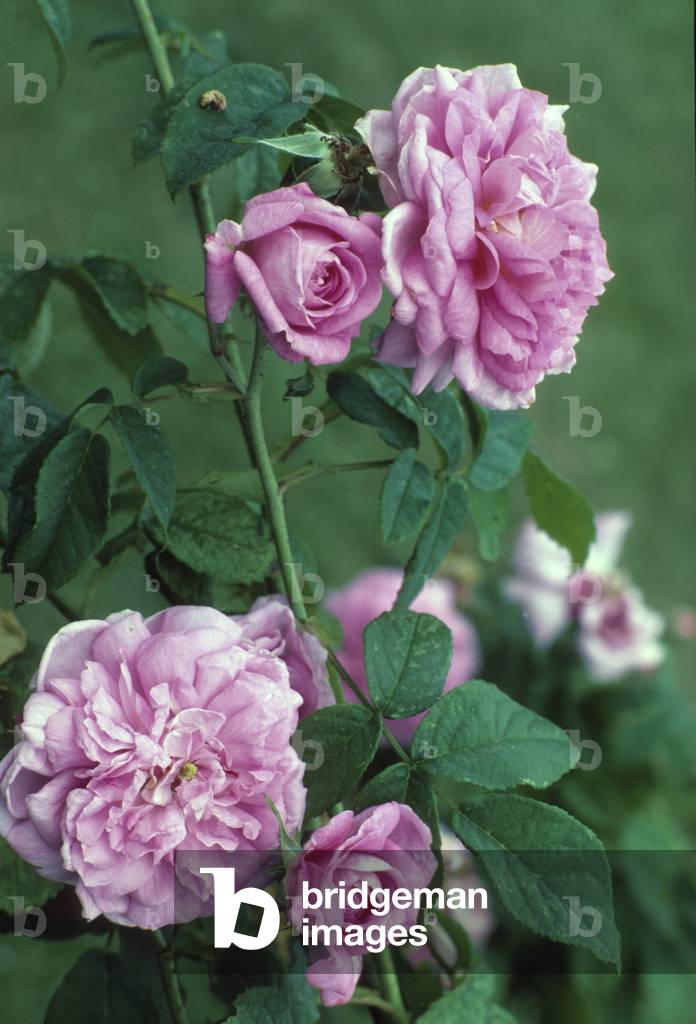 Rosa x/Pink 'Isfahan'/Pink 'Pompon des Princes'
