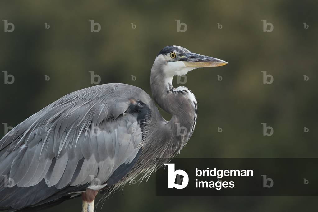 Herodias/Great Blue Heron