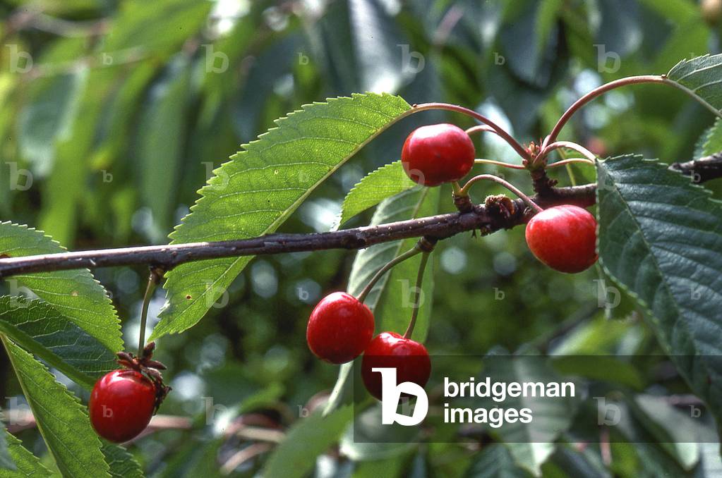 Prunus avium/Cherry/Cherry