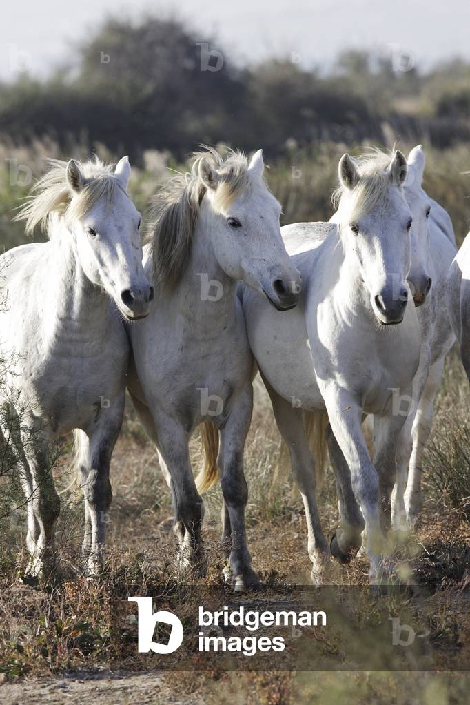 Horse/Breed: Camarguais