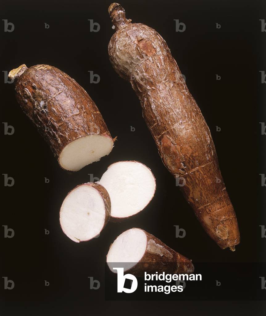 Image of Photography depicting Manihot ussima/Cassava, b/w