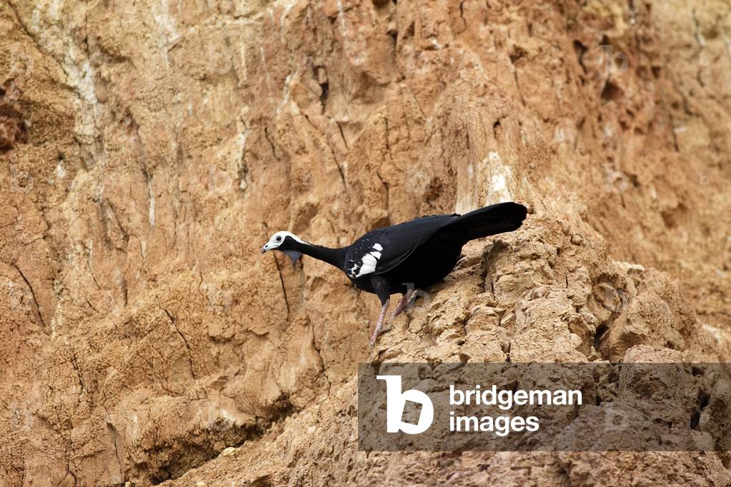 Pipile cumanensis/Blue Throated Penelope/Blue Throated Piping Guan