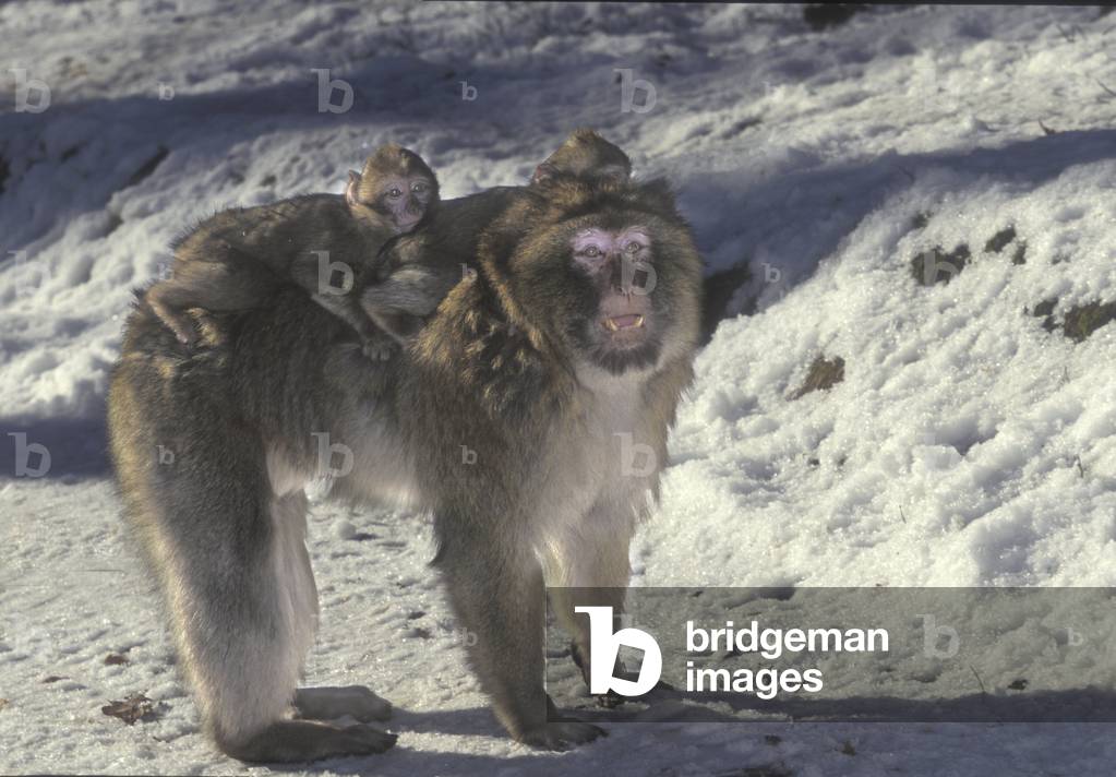Macaca sylvanus/Magot/Barbary Macaque