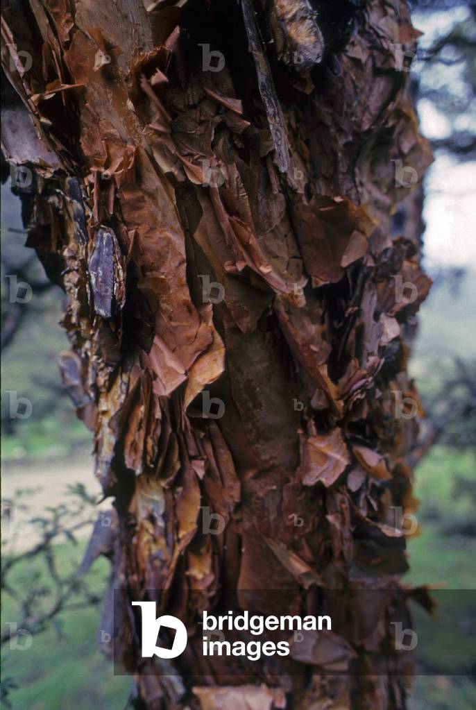 Polylepis incana/Quinua