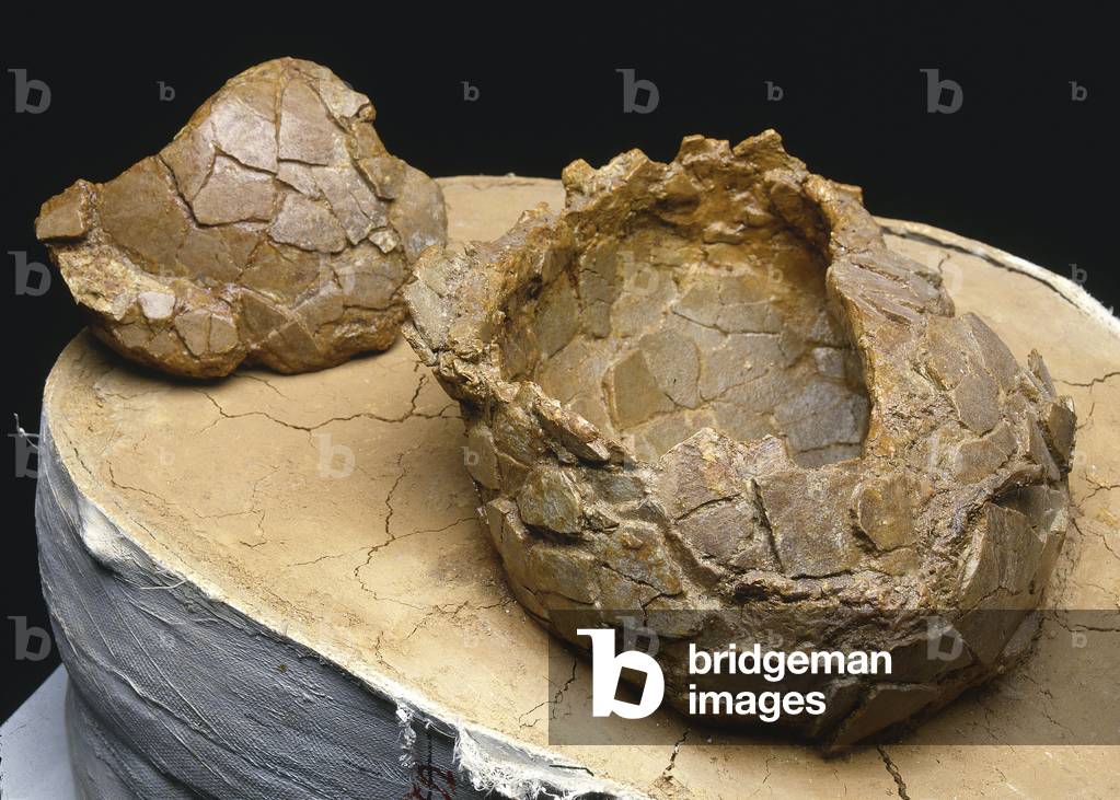 Fossil/Dinosaur Egg