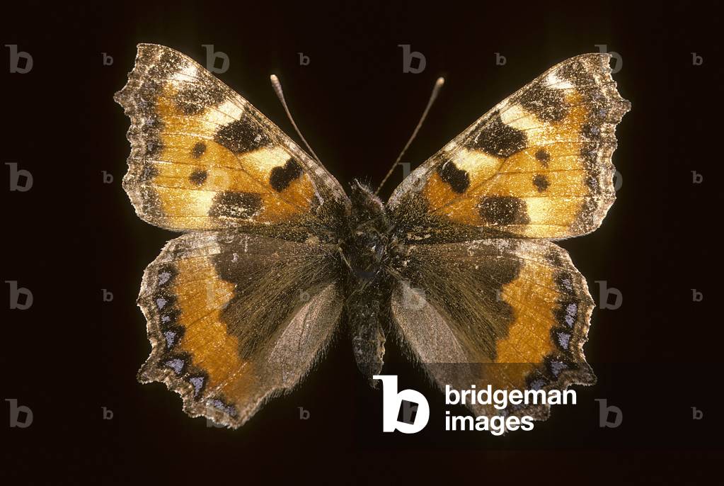 Immagine di Fotografia "Aglais urticae/Tartaruga piccola"