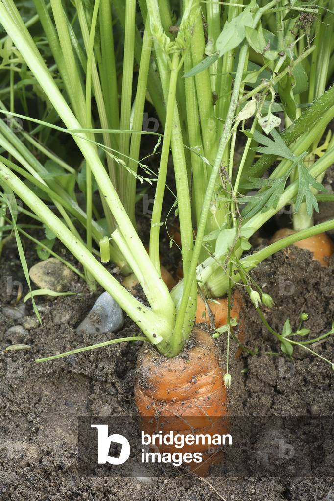 Daucus carota/Carrot 'Nantaise'/Carot