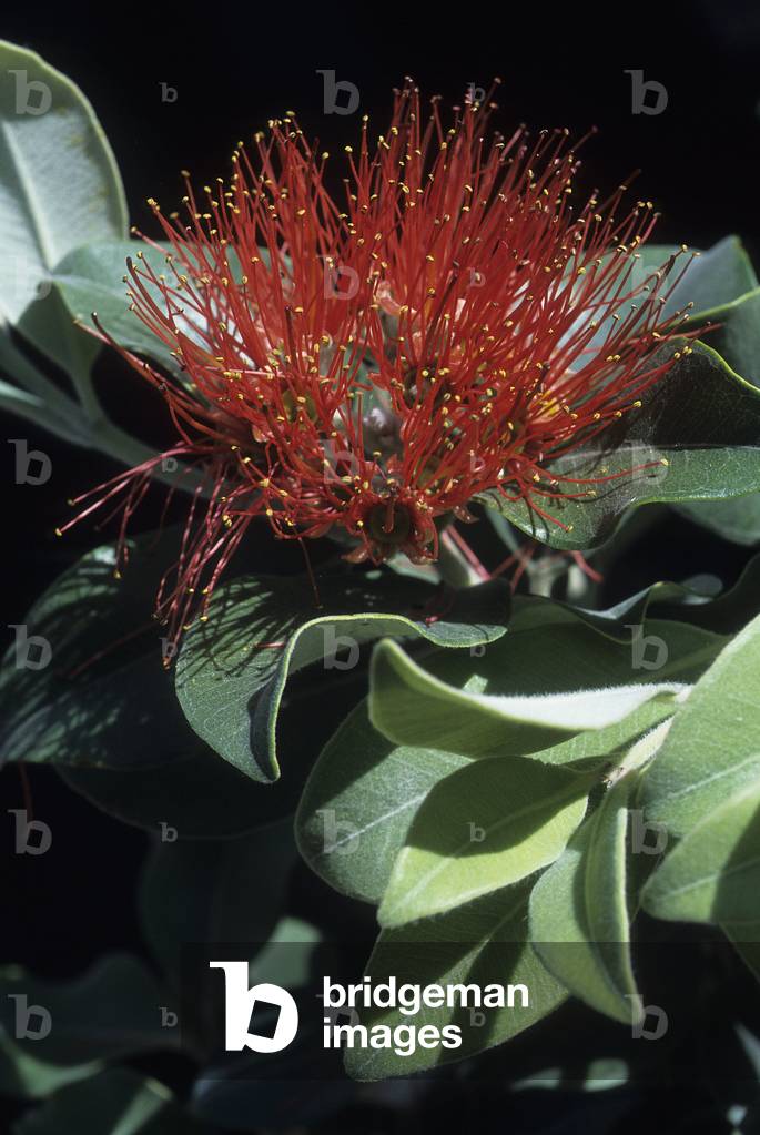 Metrosideros excelsus/New Zealand Christmas Tree/New Zealand Christmas Tree