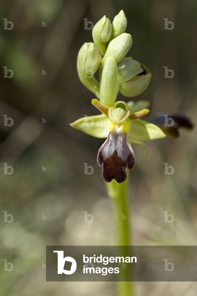 Ophrys fusca/Ophrys brown/Boxing glove Orchid