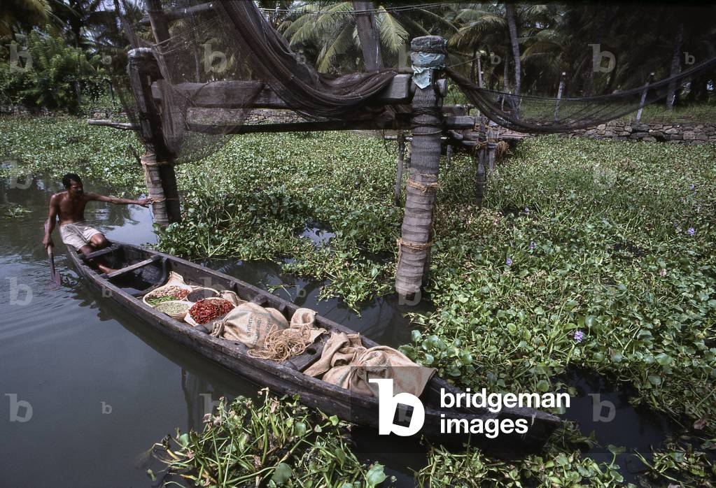 Eichhornia crassipes/Water Hyacinth/Water Hyacinth/Invasive the Kerala Canals/India