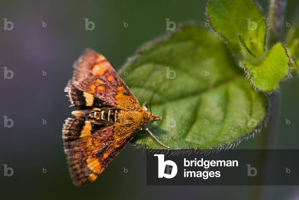 Pyrausta purpuralis/Purple Pyrausta/Purple Pyralus