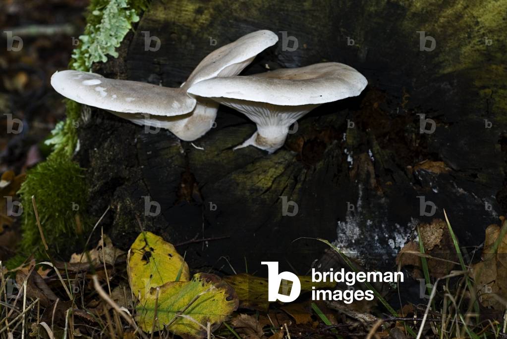 Lentinus conchatus/Lentin shell