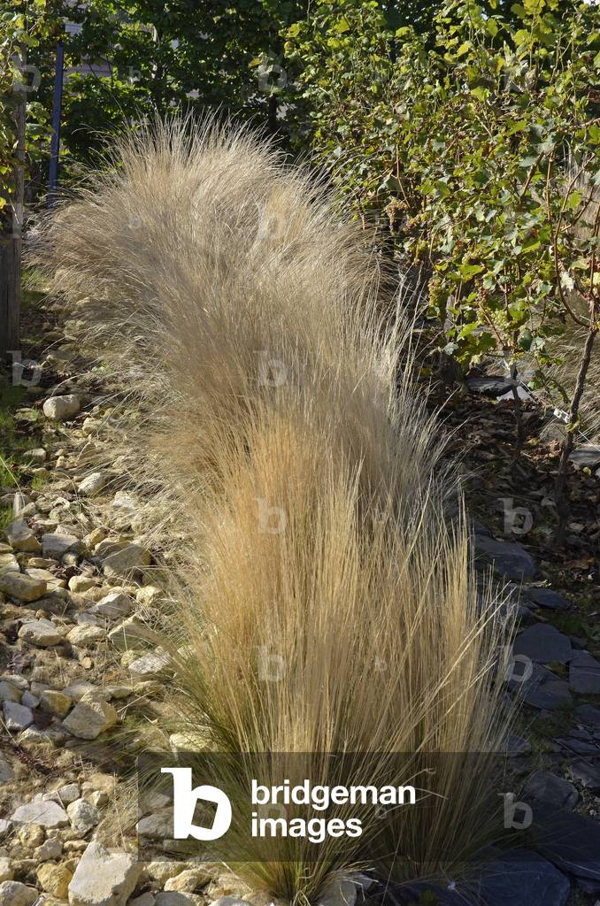 Stipa tenuifolia/Angel hair/Stipe
