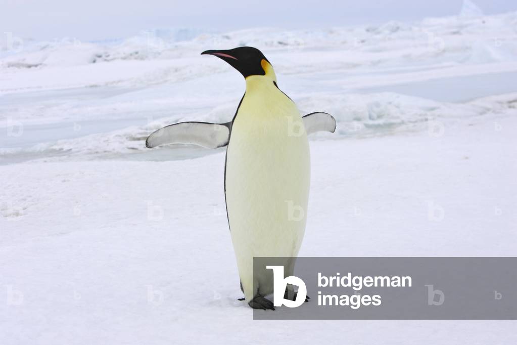 Aptenodytes forsteri/Emperor Penguin Penguin