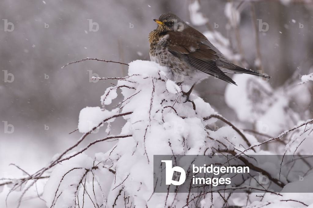 Turdus pilaris/Thrush/Fieldfare