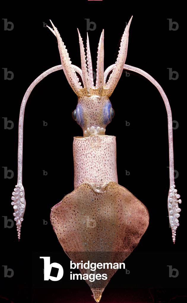 Glass reconstitution Blashka Glasswood/Squid