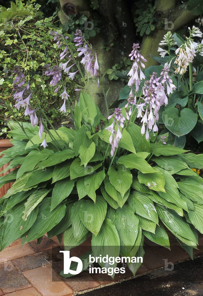 Hosta fortunei 'Aurea'