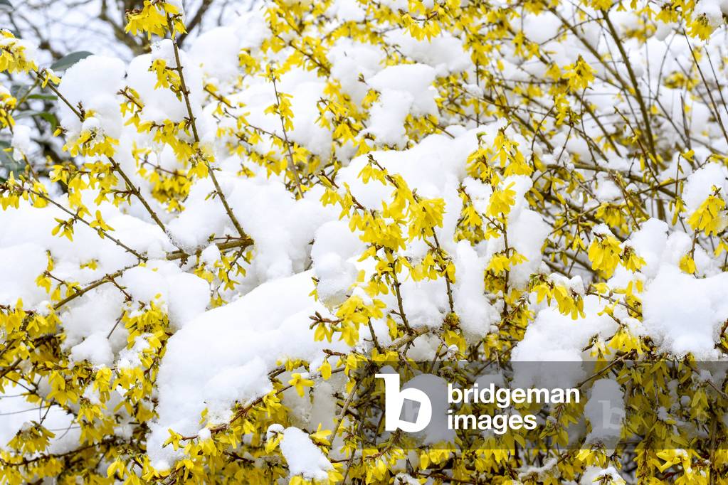 Forsythia X intermedia/Forsythia de Paris/Border Forsythia