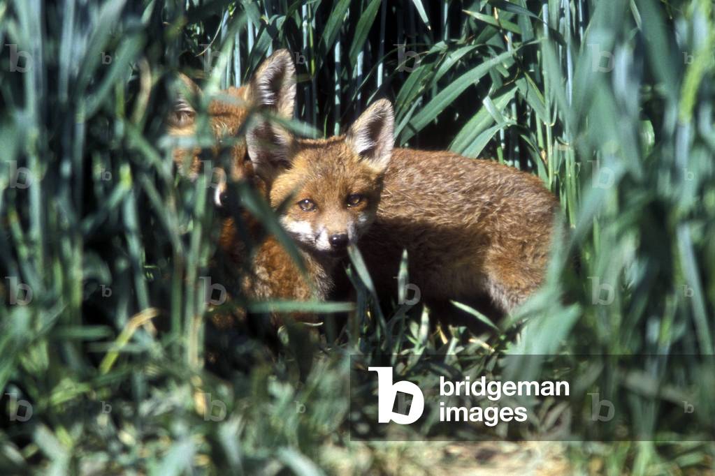 Vulpes vulpes/Red Fox/Red Fox/Renardeau