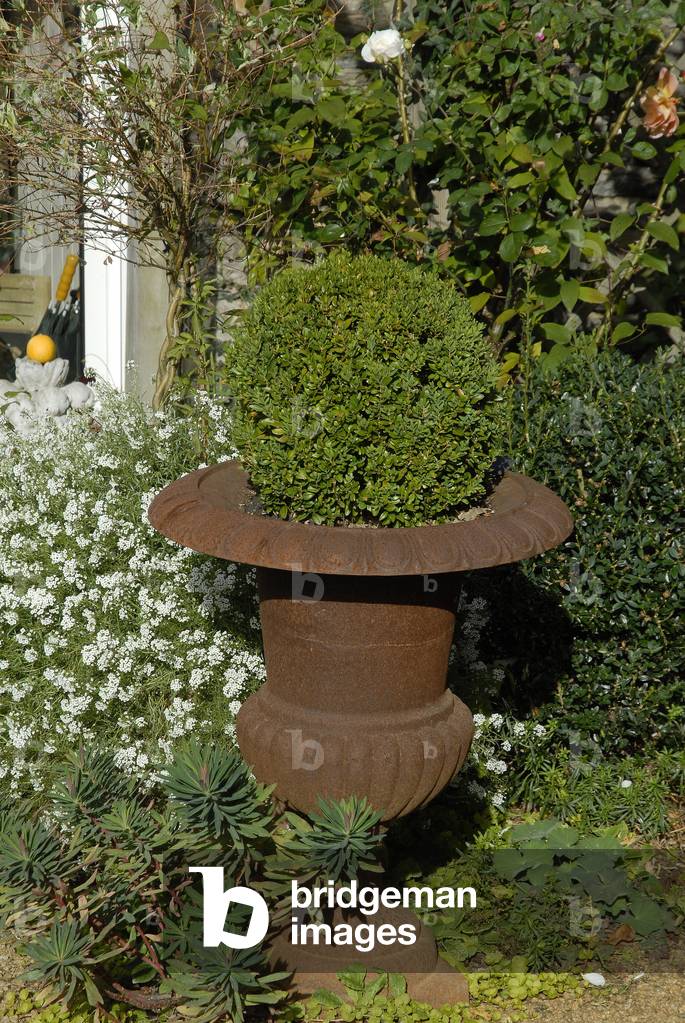 Buxus sempervirens/Boxwood/Les jardins du Botrain/Mur de Bretagne/Cotes d'Armor/Brittany/France