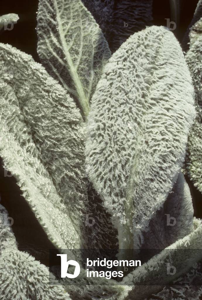 Stachys lanata/Stachys byzantina/Woolly Stachys