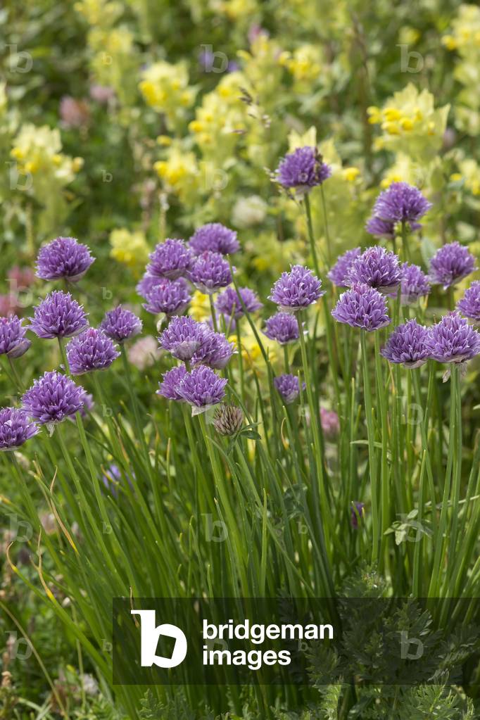 Allium schoenoprasum/Chives/Wild Chives