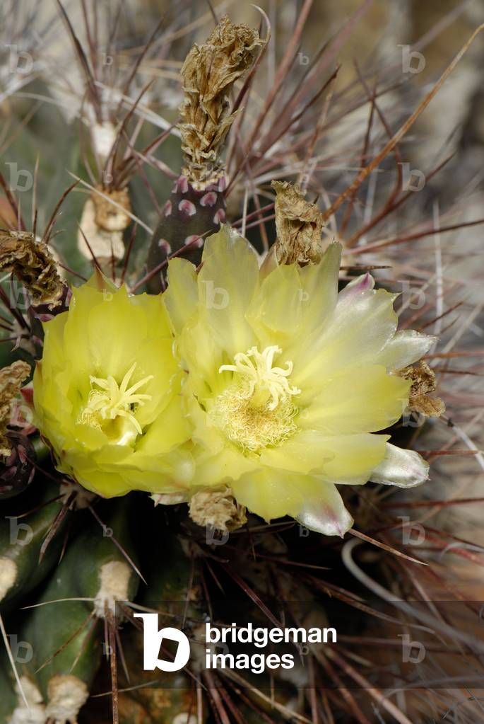 Ferocactus hamatacanthus