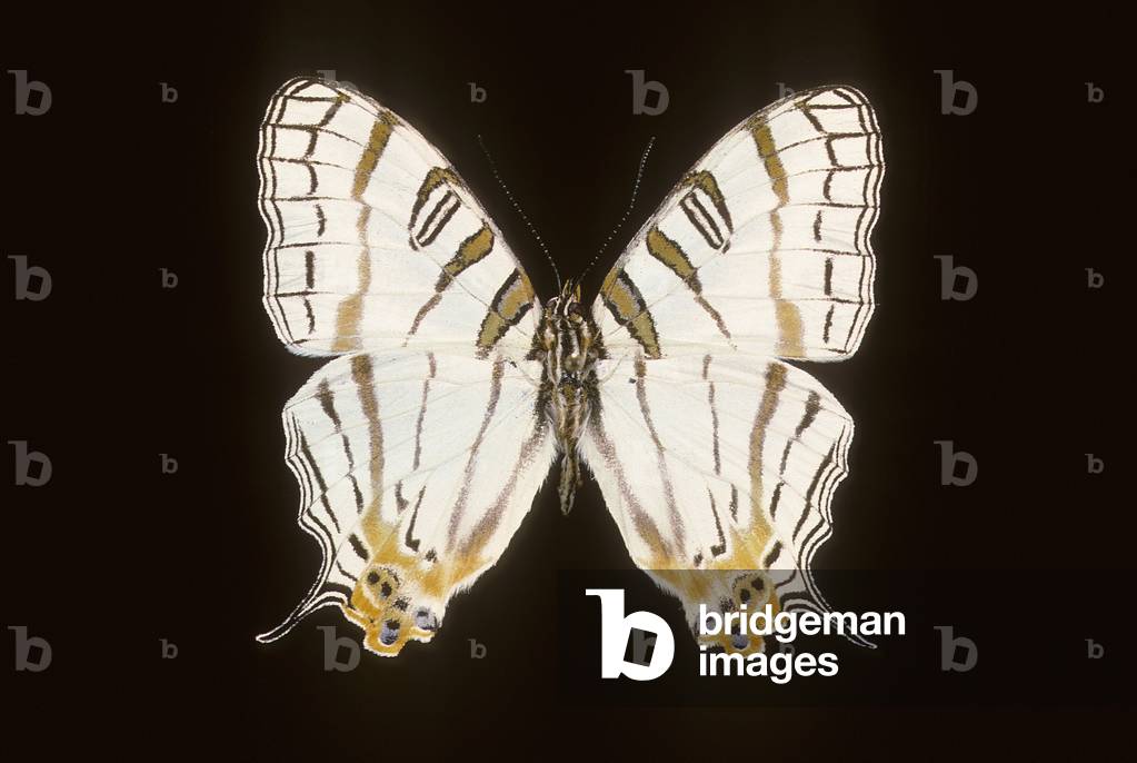 Immagine di Fotografia "Cyrestis elegans"