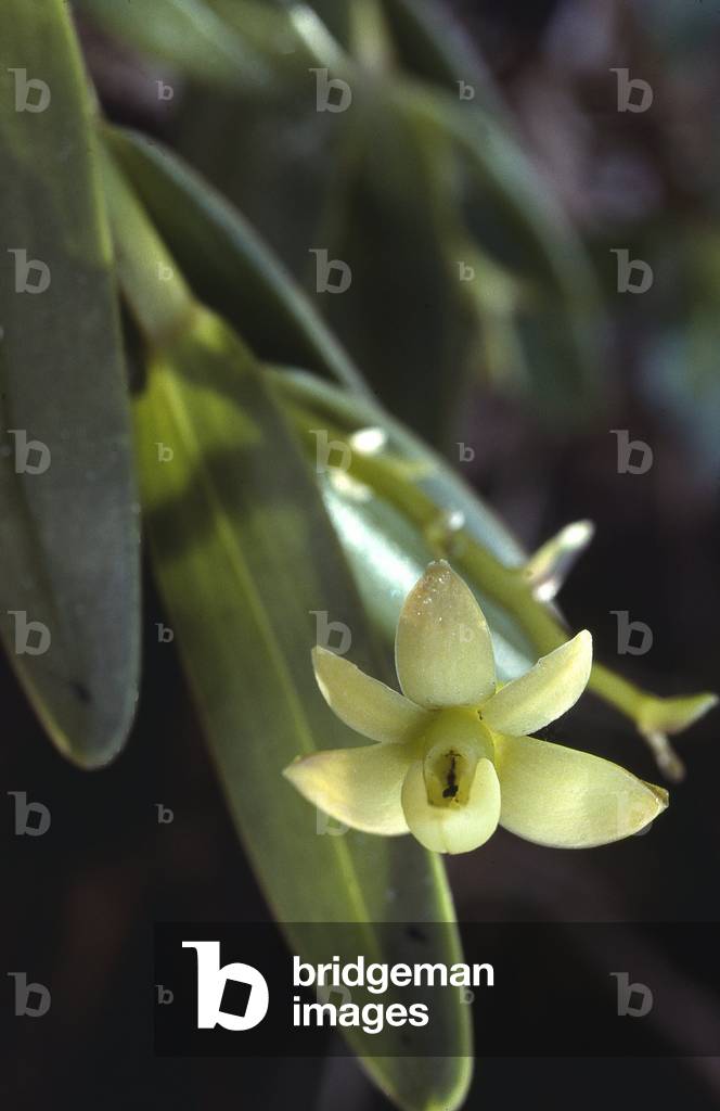 Dressleria eburnea