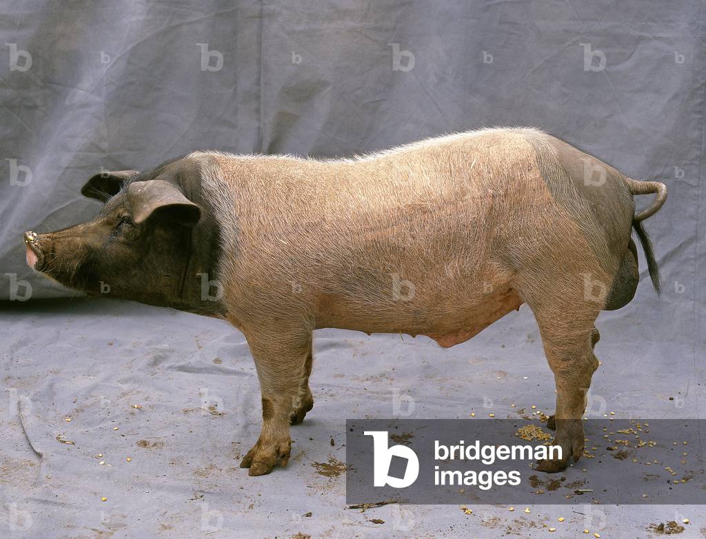 Pork/Pig/Breed: Gascon